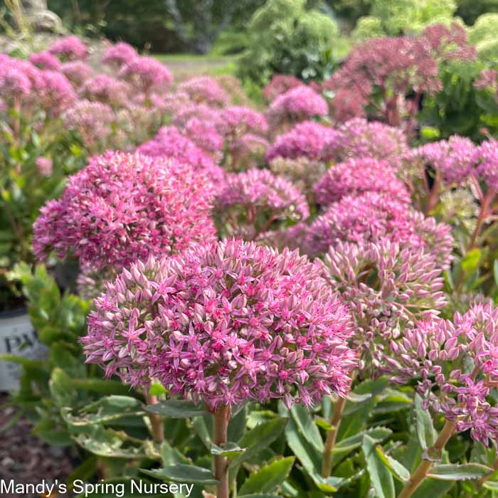 Carl Stonecrop | Sedum