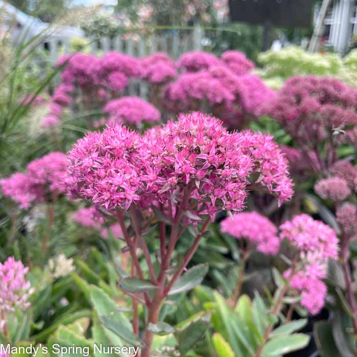 Carl Stonecrop | Sedum