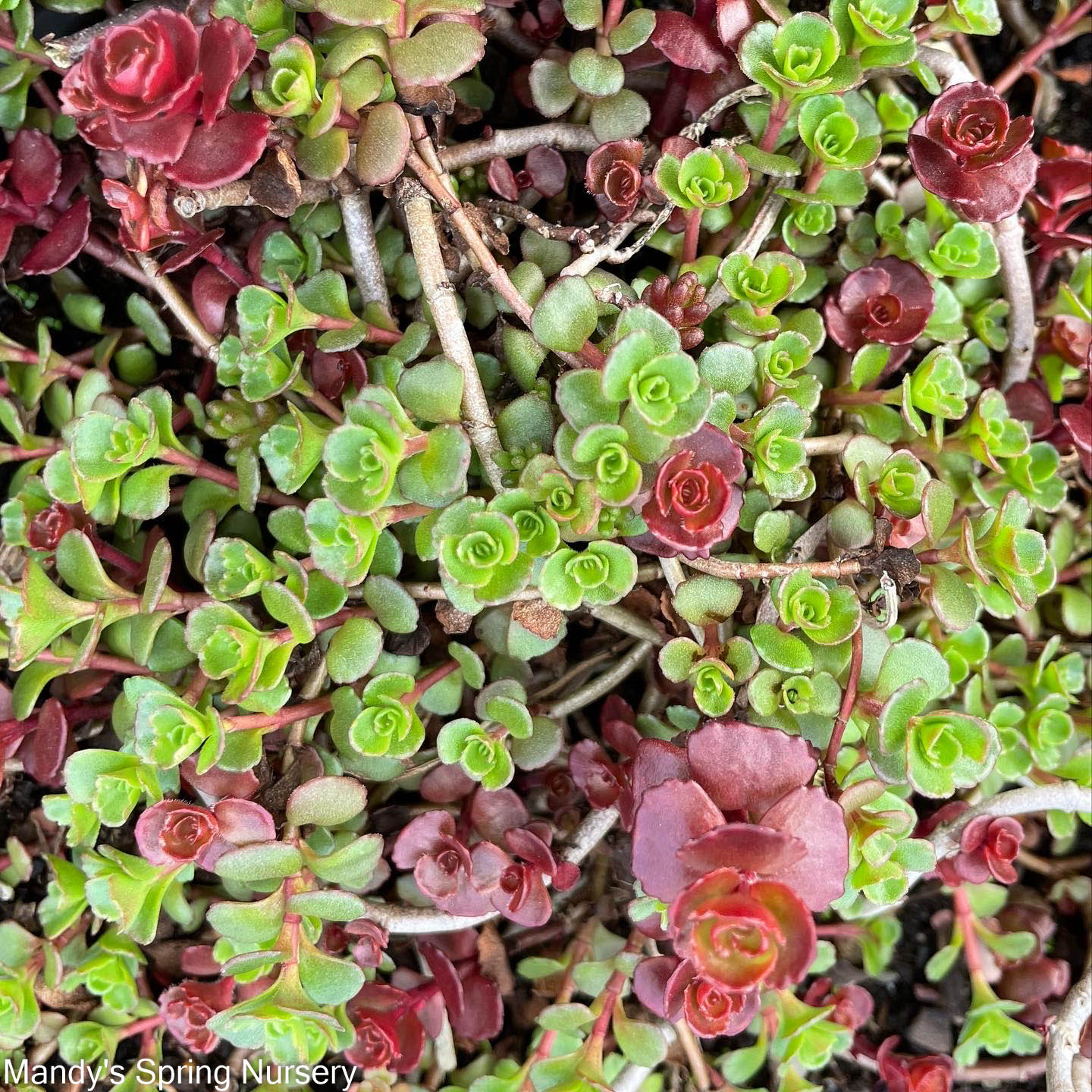 Dragon's Blood Stonecrop | Sedum