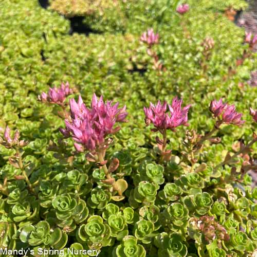 John Creech Stonecrop | Sedum spurium