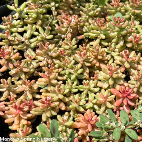 Jelly Bean Stonecrop | Sedum