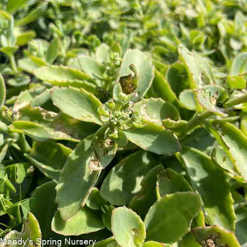 Rock n' Grow Lemonjade Stonecrop | Sedum 'Lemonjade'