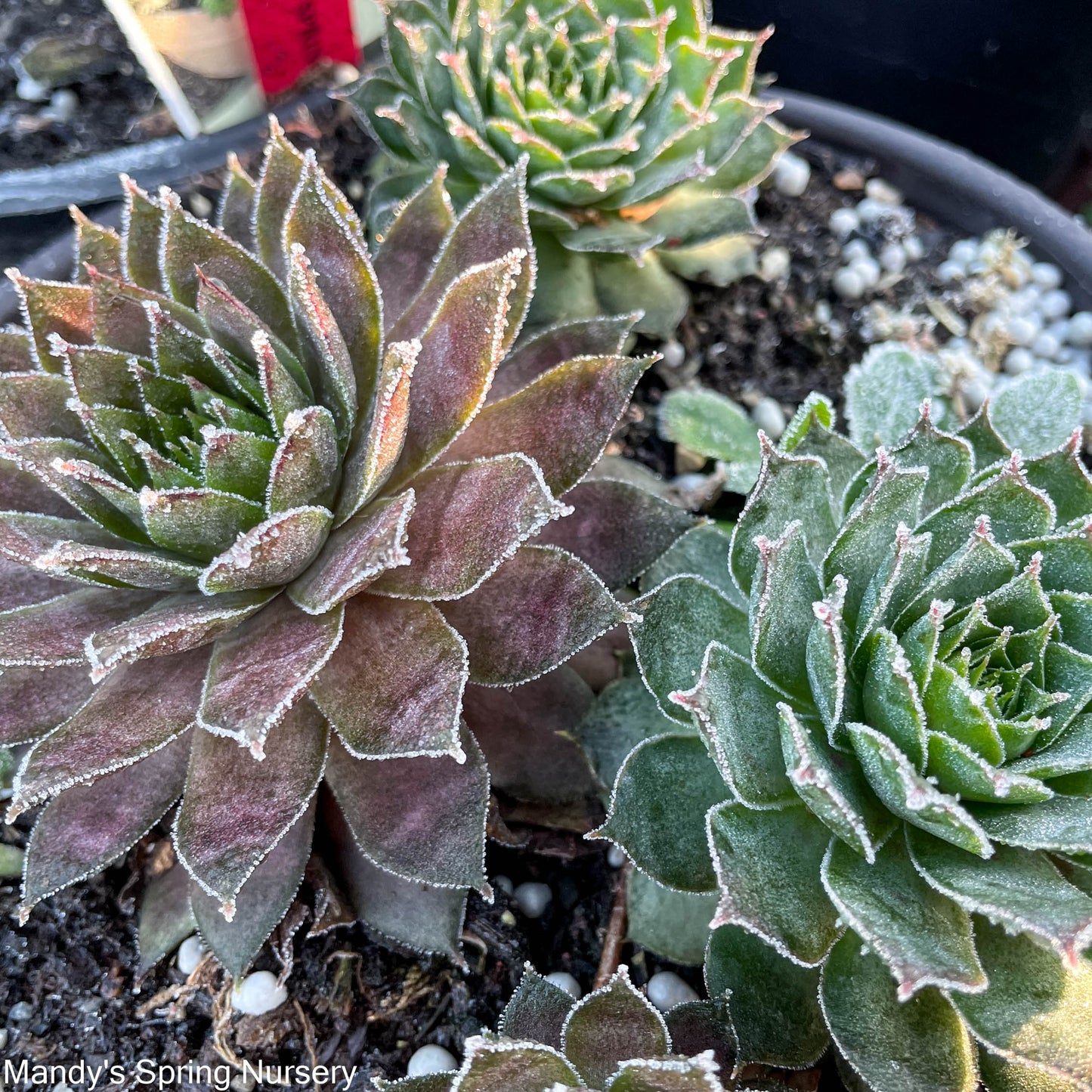 Assorted Hens & Chicks | Sempervivum