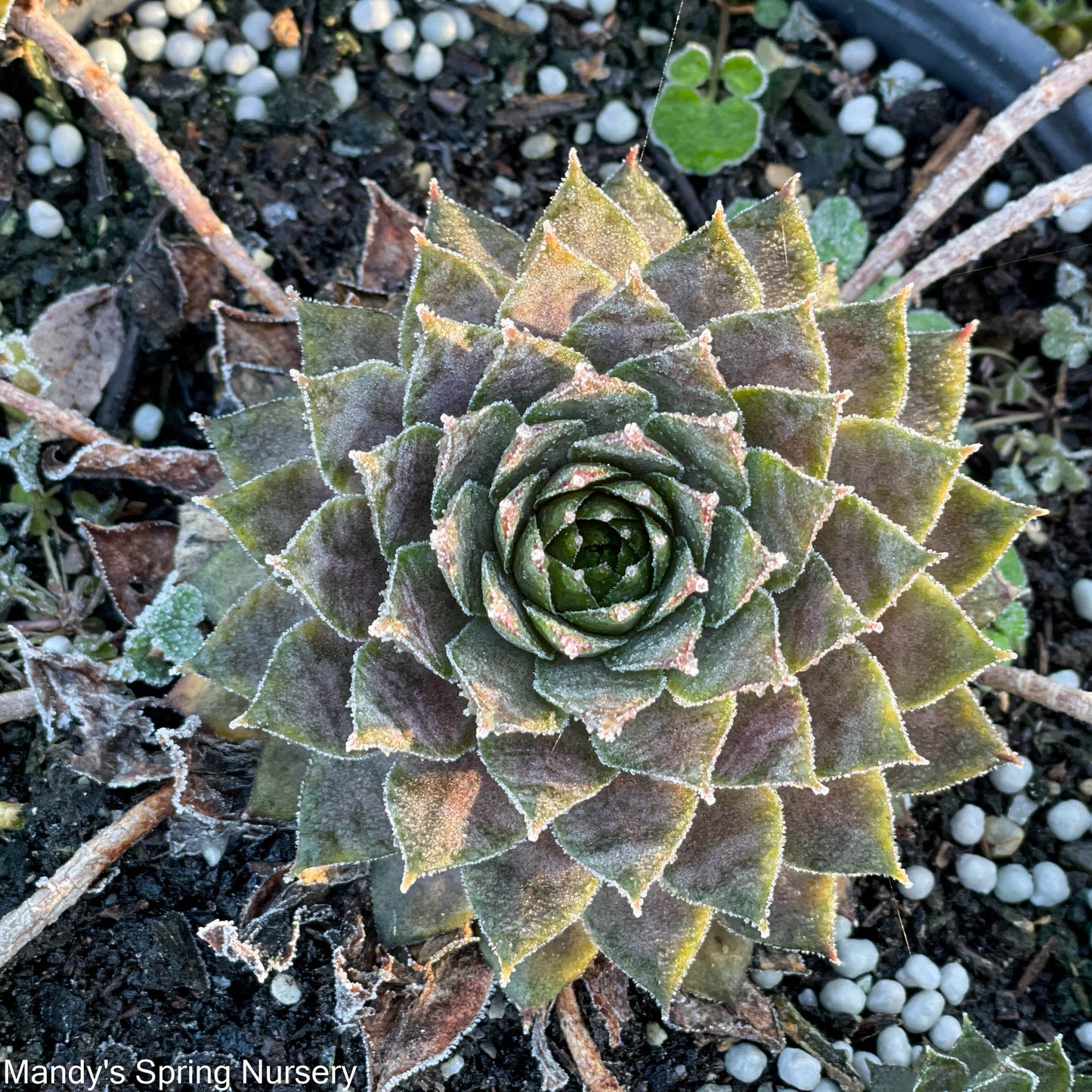 Assorted Hens & Chicks | Sempervivum