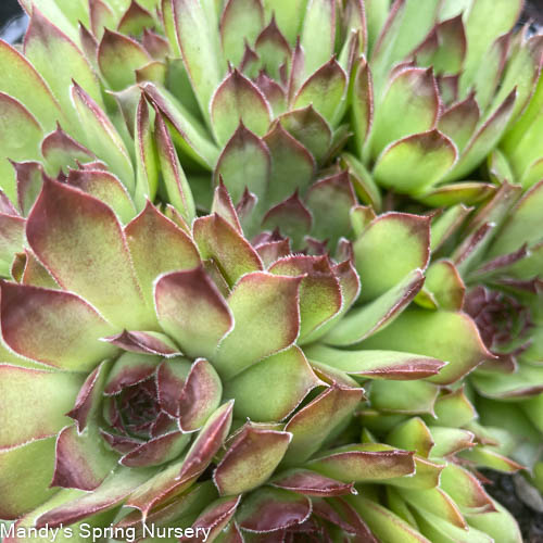 Black Hens & Chicks |  Sempervivum