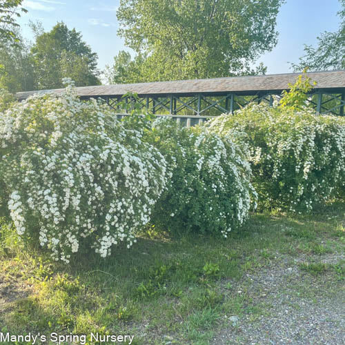 Renaissance Bridalwreath Spirea | Spiraea x vanhouttei