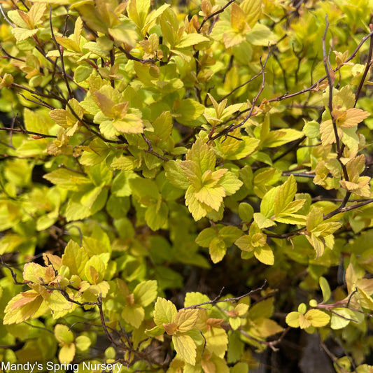 Goldmound Spirea