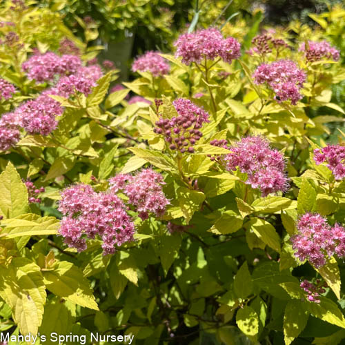 Goldmound Spirea