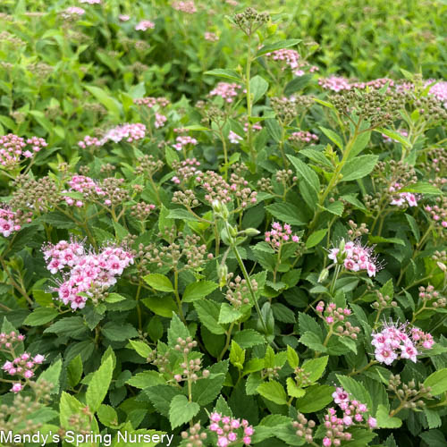 Little Princess Spirea | Spiraea japonica