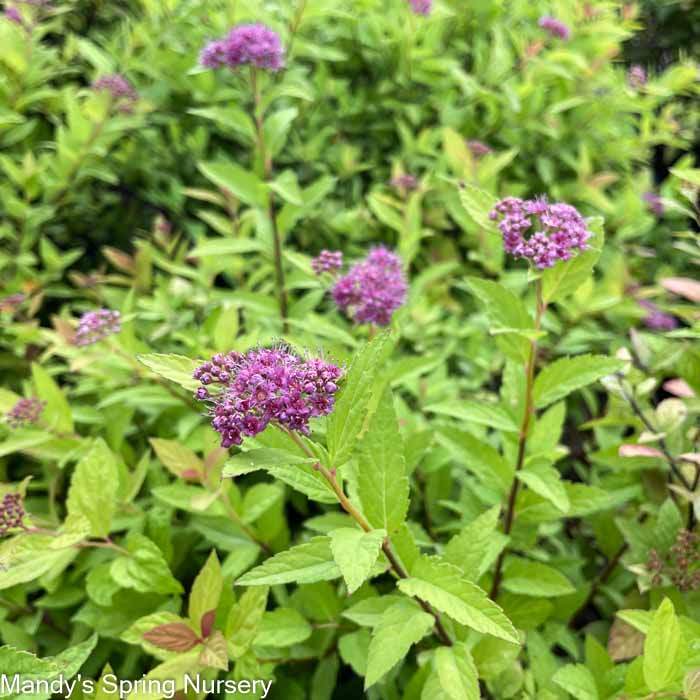 Little Spark Spirea | Spiraea japonica