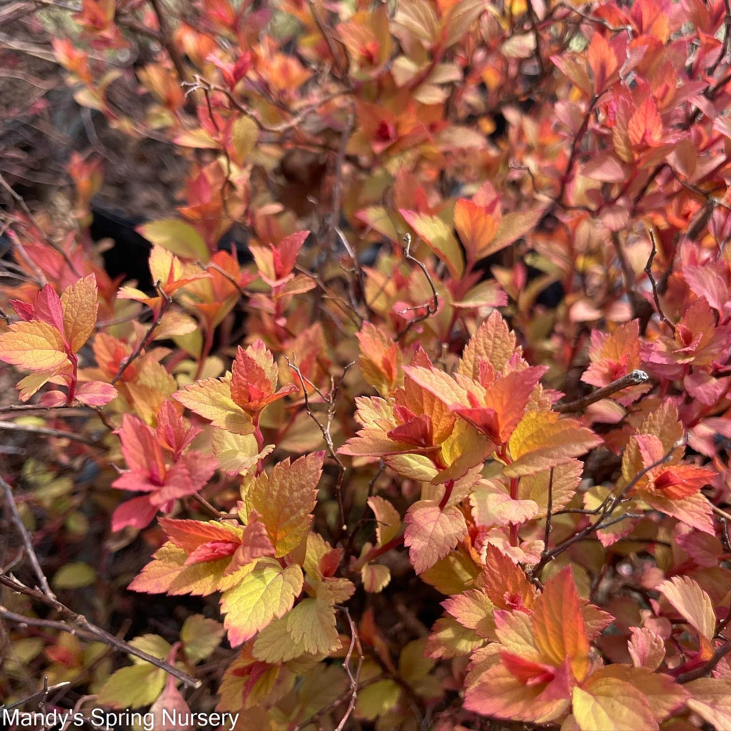 Magic Carpet Spirea | Spirea japonica