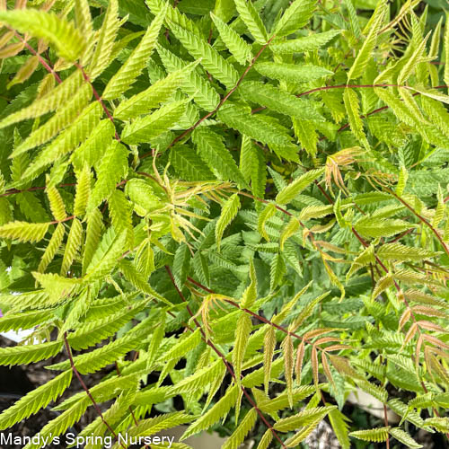 Matcha Ball Ash Leaf Spirea | Sorbaria sorbifolia