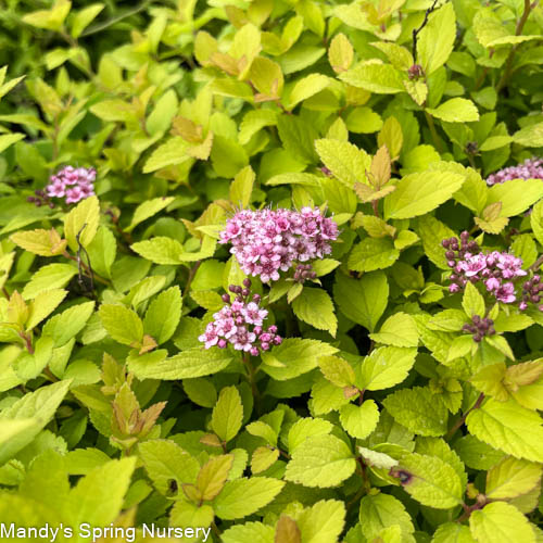 Sundrop Spirea