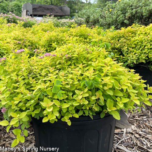 Sundrop Spirea