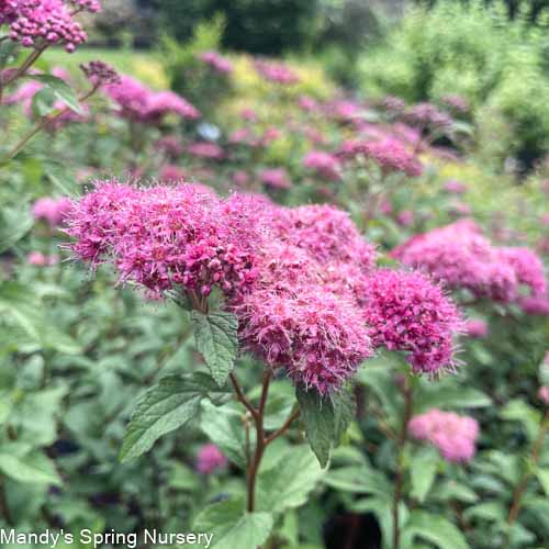 Superstar Spirea | Spiraea x bumalda