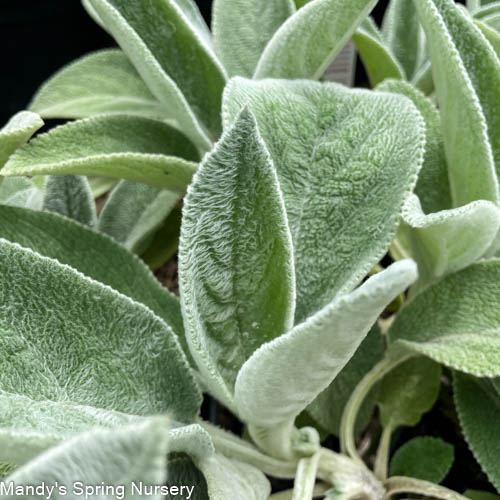 Helen Von Stein Lamb's Ear | Stachys byzantina