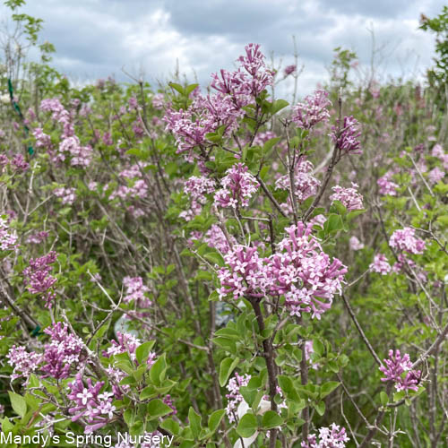 Palibin Dwarf Korean Lilac | Syringa meyeri