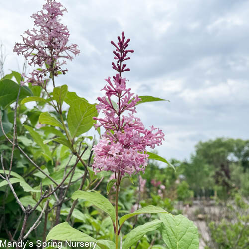 James Macfarlane Lilac | Syringa x prestoniae