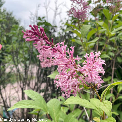 James Macfarlane Lilac | Syringa x prestoniae