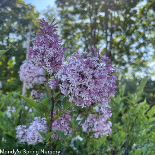 Miss Kim Lilac | Syringa patula