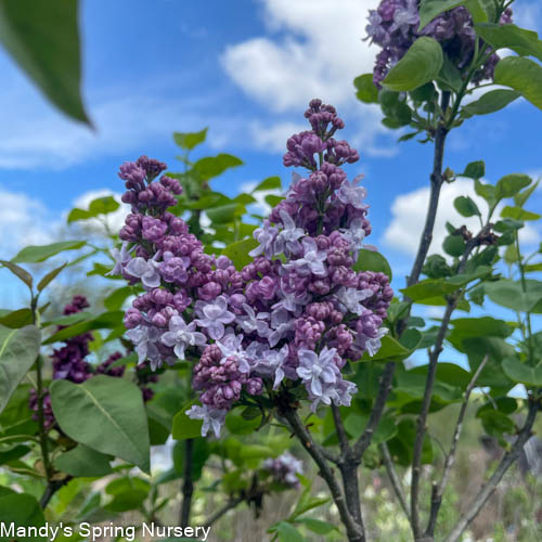 President Grevy Lilac | Syringa vulgaris