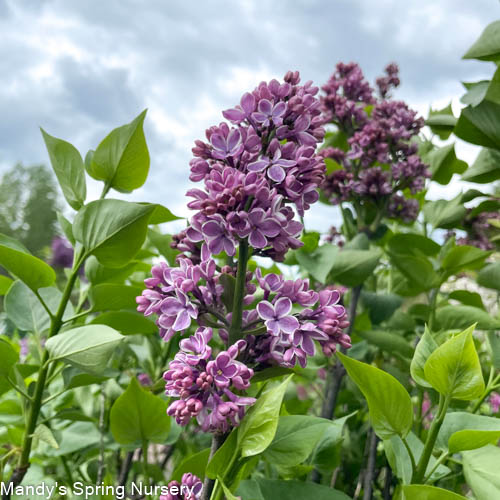 Sensation Lilac | Syringa vulgaris