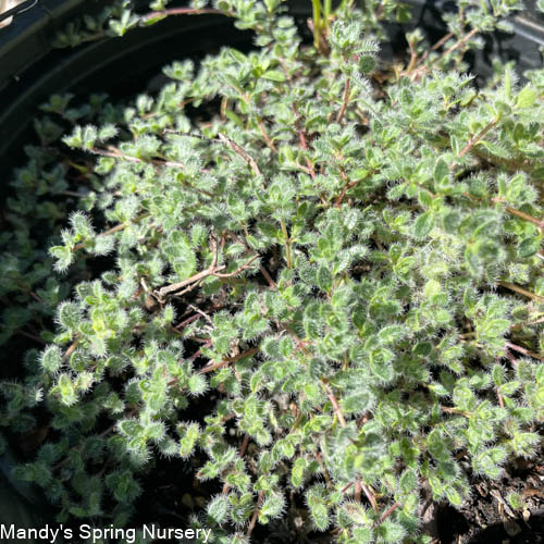 Wooly Thyme | Thymus praecox