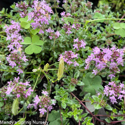 Creeping Thyme | Thymus praecox coccineus