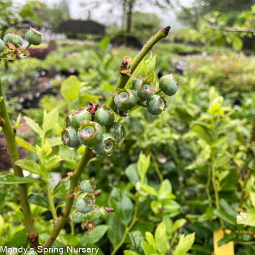 Duke Blueberry | Vaccinium corymbosum