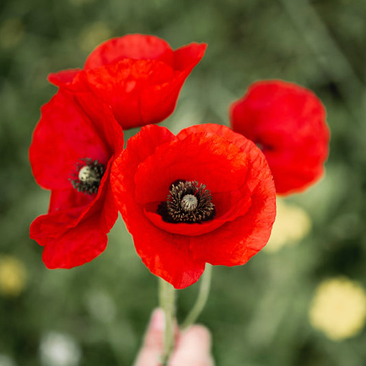 Turkenlouis Oriental Poppy | Papavar orientalis