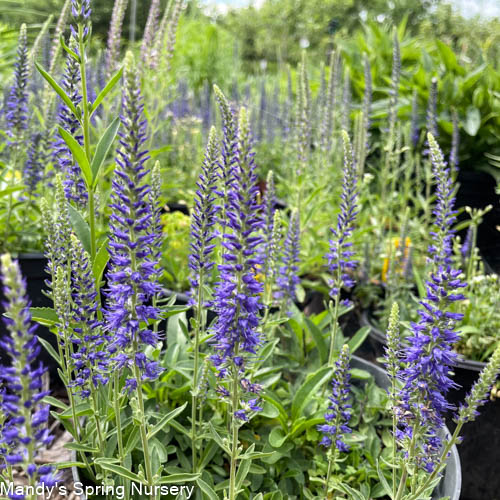 Blue Pixie Speedwell | Veronica allionii