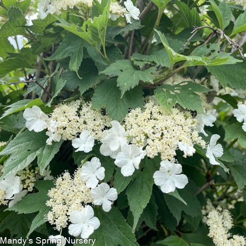 American Cranberry Bush | Viburnum trilobum