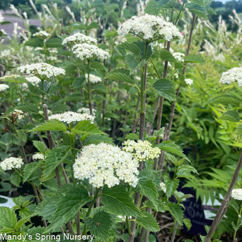 Chicago Lustre Viburnum Shrub | Viburnum dentatum