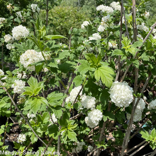 Common Snowball Viburnum - Tree Form | Viburnum opulus 'Roseum'