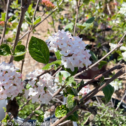 Sugar n' Spice® Koreanspice Viburnum | Viburnum carlesii