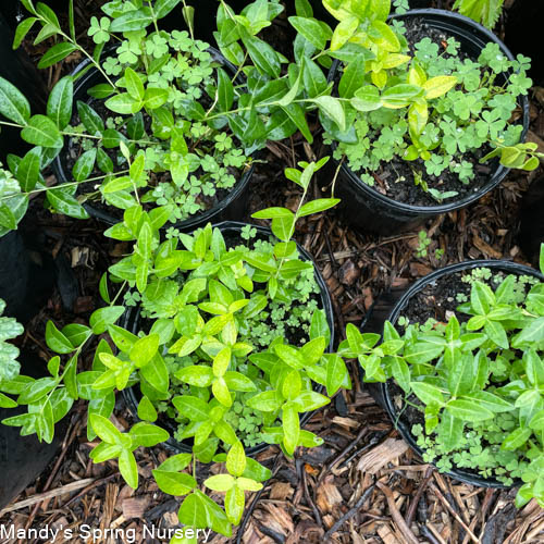 'Bowles' Common Periwinkle | Vinca minor 'Bowles'