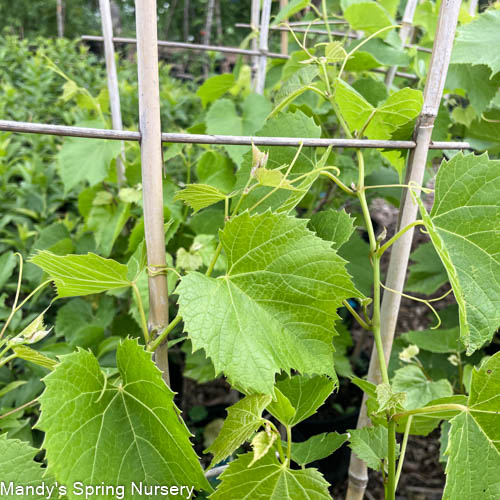 Kay Gray Grape | Vitis lubrusca hybrid