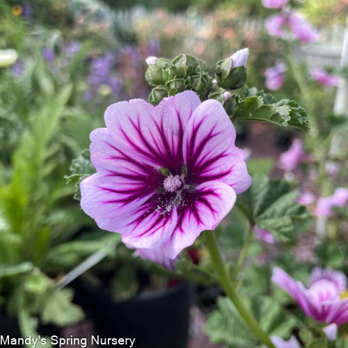 Zebrina Mallow | Malva sylvestris 'Zebrina'