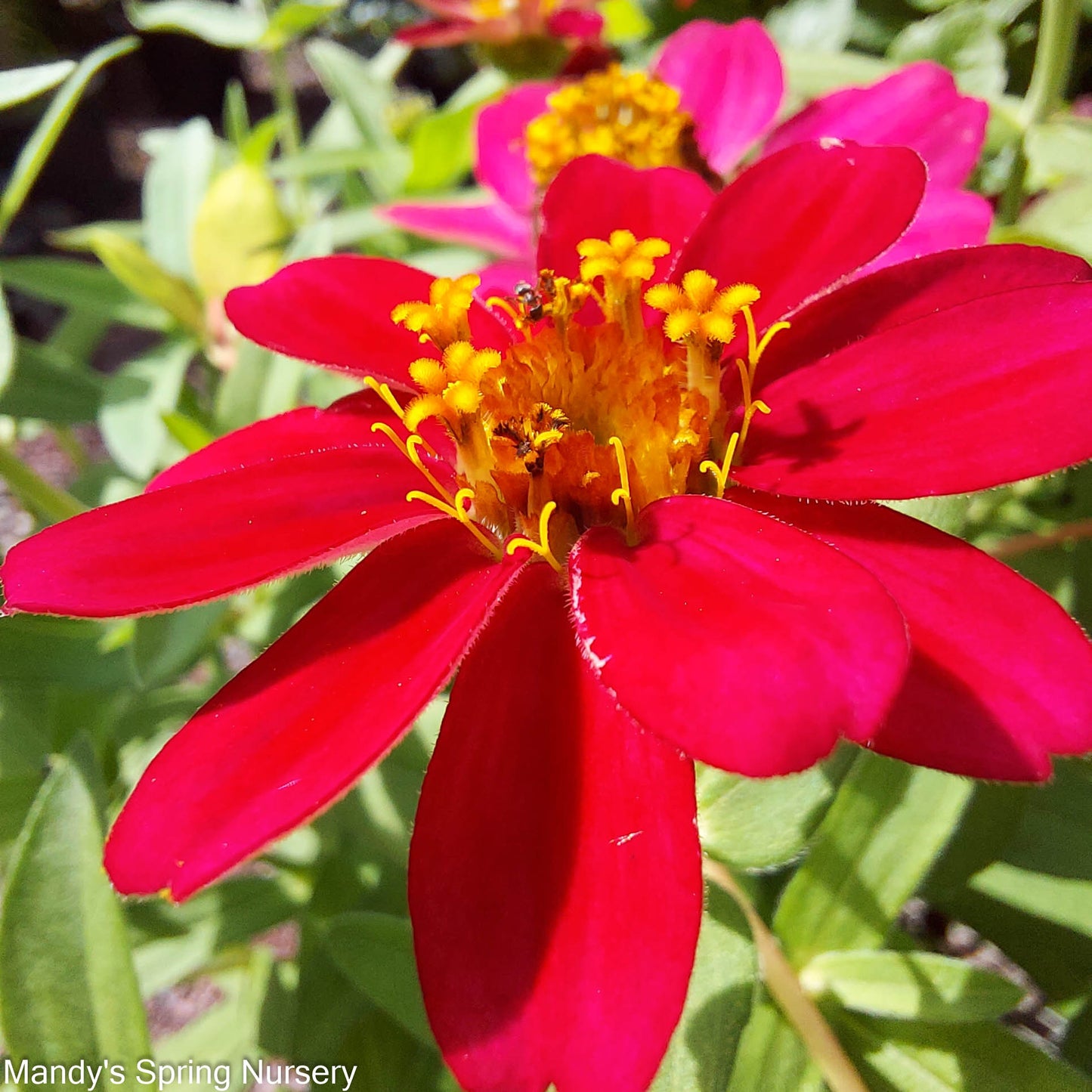 Zinnia - California Giant Mix Seeds